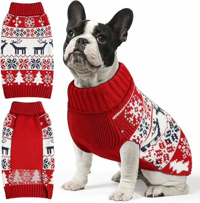 black and white dog in red & white Christmas sweater
