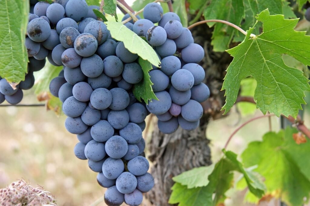 Foods That Are Toxic To DOGS! - BE INFORMED 19 grapes, black, fruit