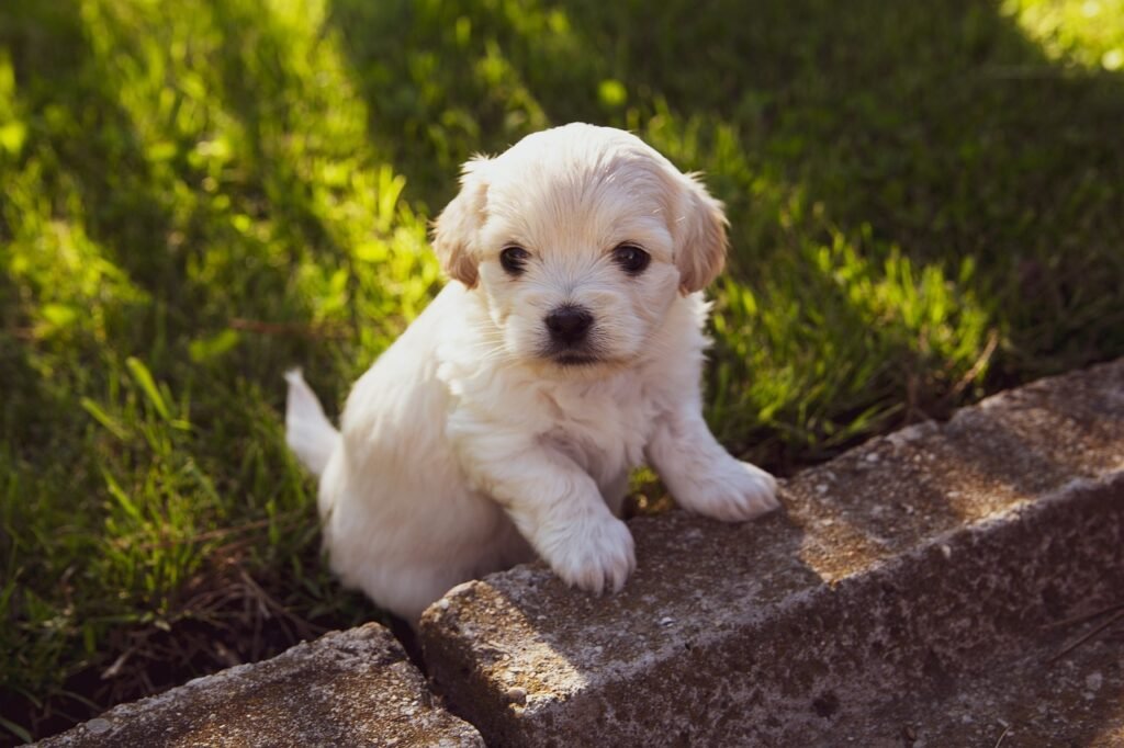 puppy, nature, dog