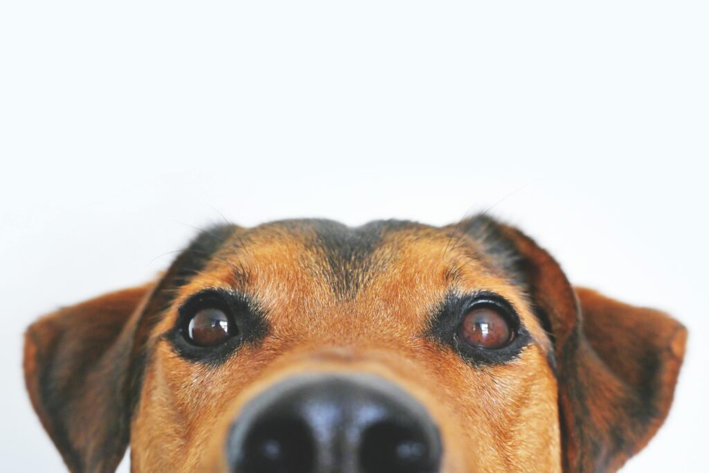 Preparing your home for your new puppy 1 Adorable close-up of a brown dog's face with a curious expression and focus on its eyes and nose.