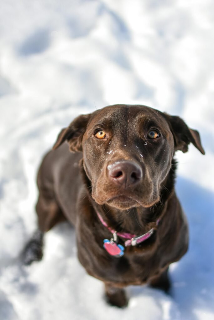 Foods That Are Toxic To DOGS! - BE INFORMED 26 Close-up of brown Labrador Retriever dog sitting in snow with a collar, captured outdoors.