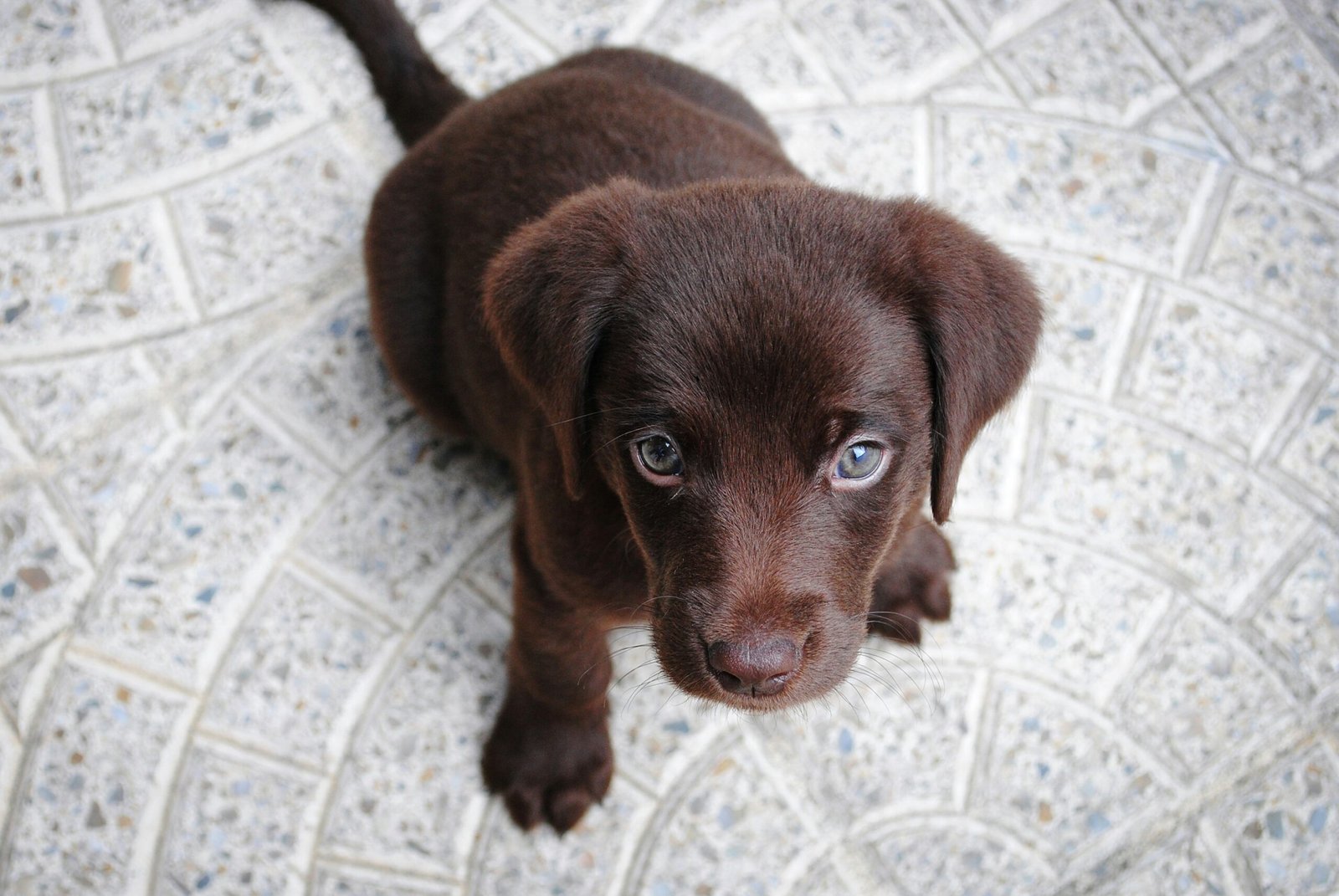 How to take care of a puppy