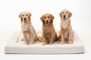 CLICK HERE. Luxury Boucle Orthopedic Memory Foam Dog Bed with Waterproof Liner and Machine Washable Cover with YKK Zippers