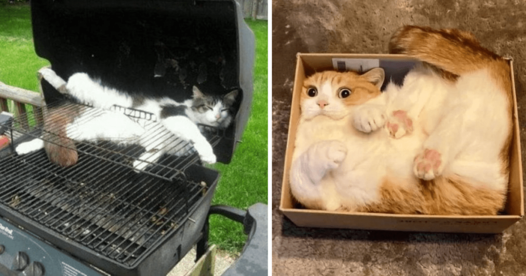 funny cat picture of a cat laying in a bbq and another cat in a shoe box