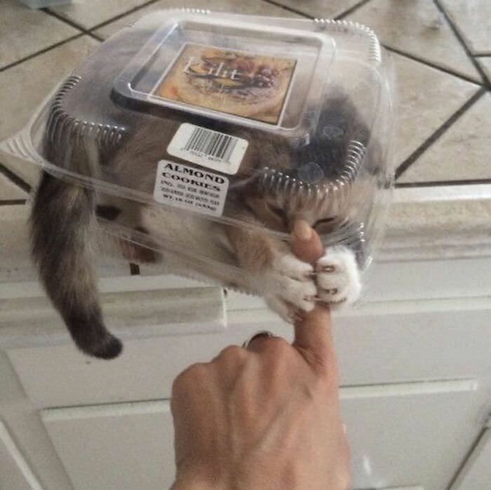 funny picture of a cat inside of a plastic muffin box grabbing a human finger