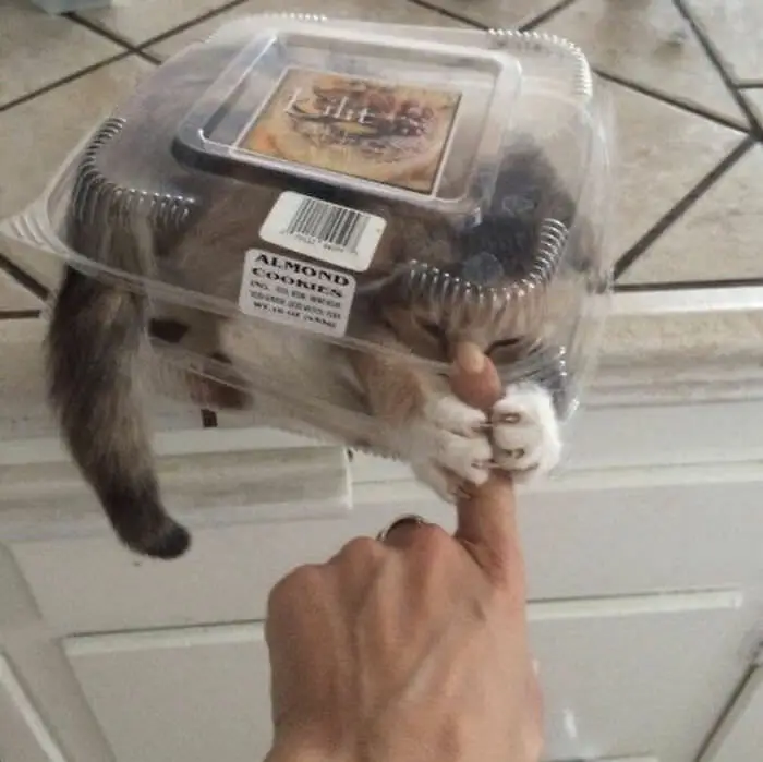 funny picture of a cat inside of a plastic muffin box grabbing a human finger