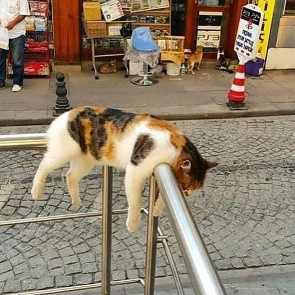 funny cat picture hanging on rails