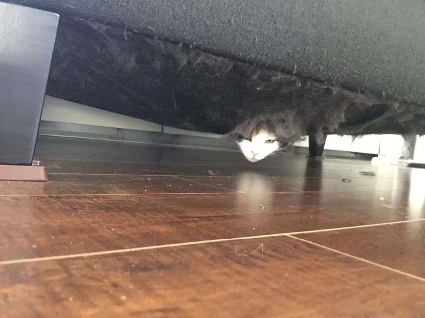 funny picture of cat hanging out of a hole on the bottom of a sofa