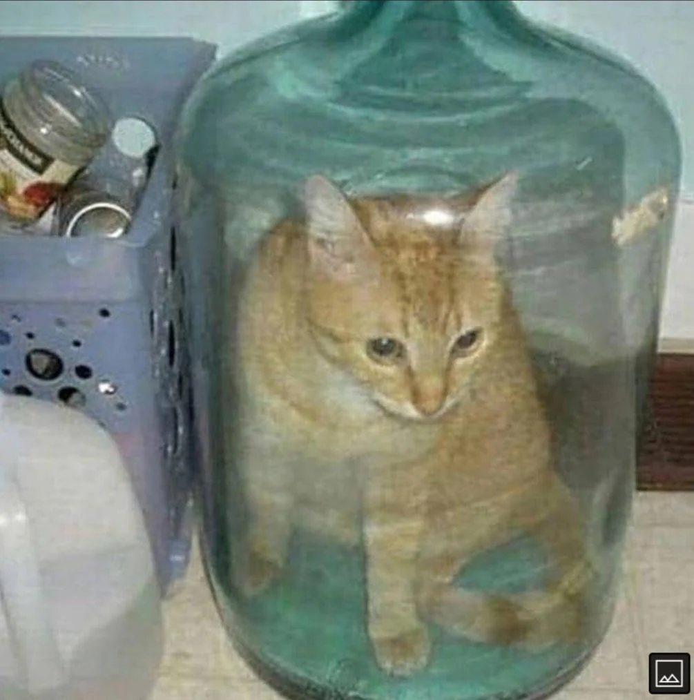 funny picture of cat stuck in a large water container