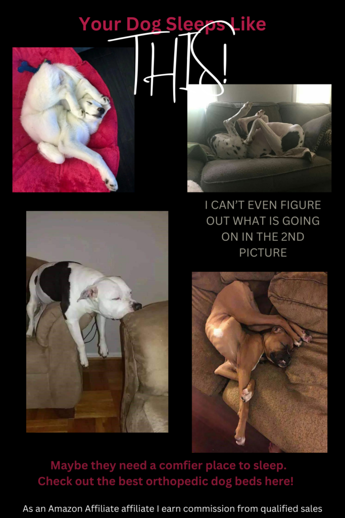 best orthopedic dog beds