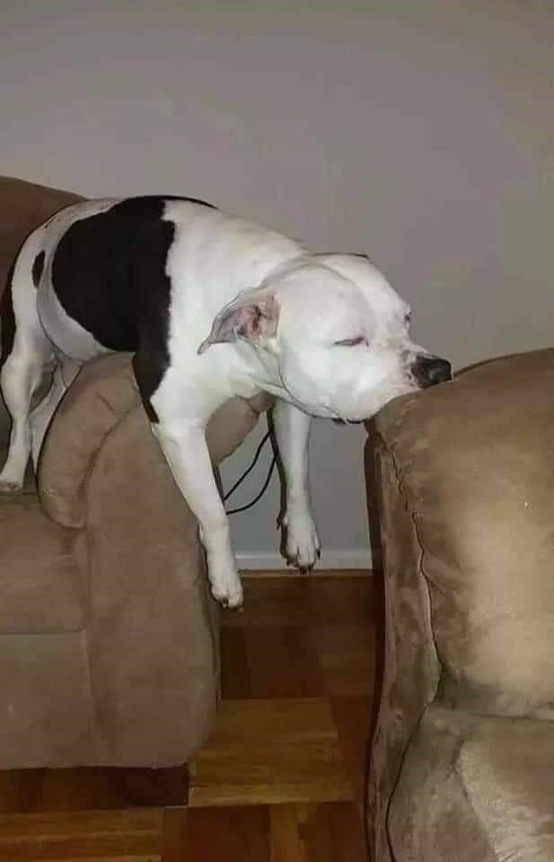 The Funniest Dog Positions That Will Make You Laugh. 29 cute black and white dog sleeping on arm rest of couch with nose resting on arm rest of another couch