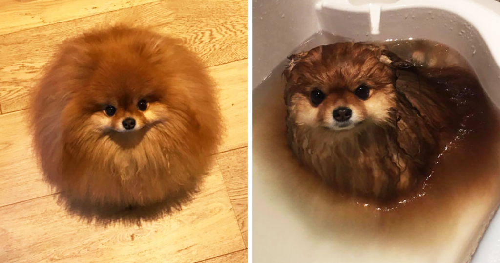 adorable pomeranian melting in water fb3