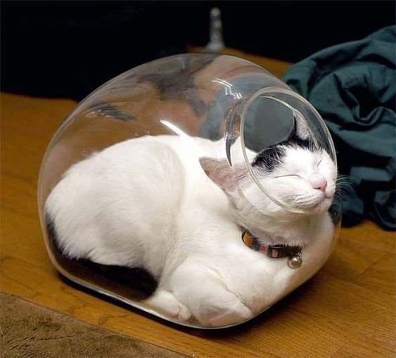 funny picture of cat sleeping in candy jar