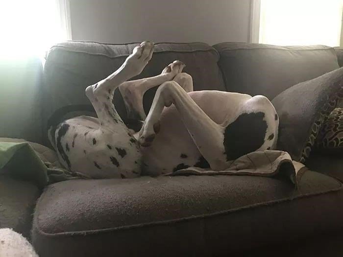The Funniest Dog Positions That Will Make You Laugh. 32 sleeping black and white dog on couch in a position upside down