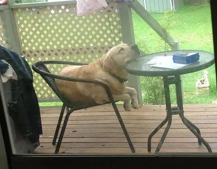 The Funniest Dog Positions That Will Make You Laugh. 31 cute golden dog sitting on a patio chair sleeping with his nose resting on table