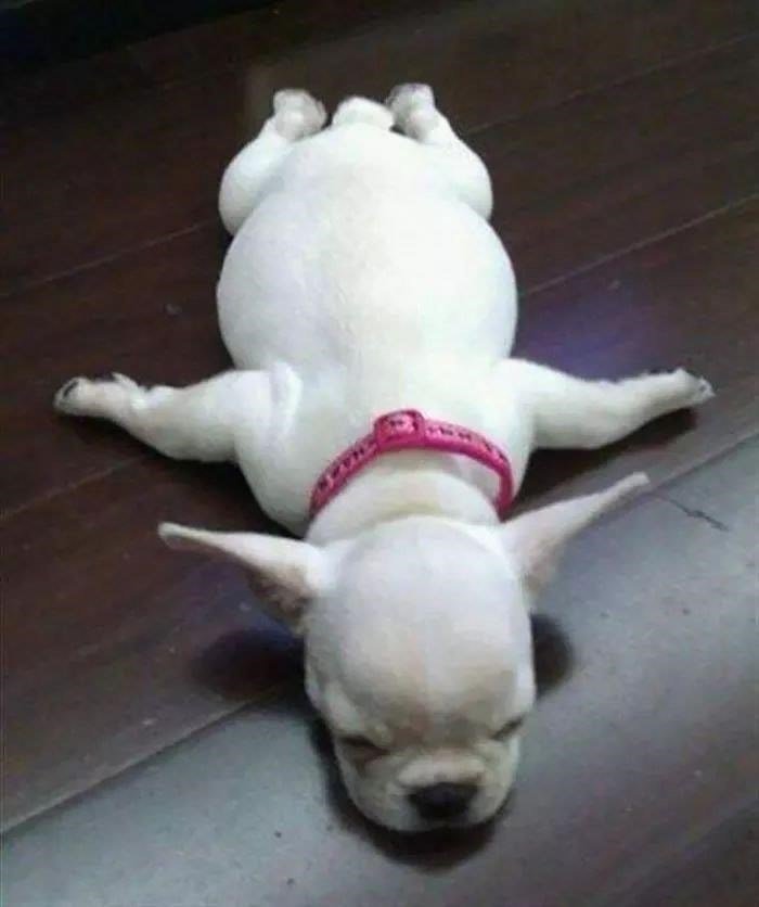 The Funniest Dog Positions That Will Make You Laugh. 33 cute white puppy sprawled out on floor asleep