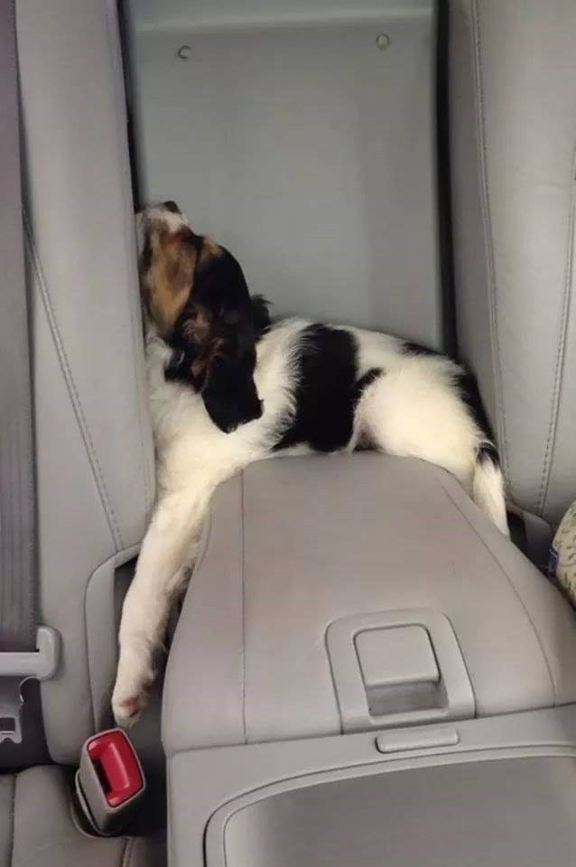 The Funniest Dog Positions That Will Make You Laugh. 34 brown, black and white dog sleeping in a car in center part of car in funny position