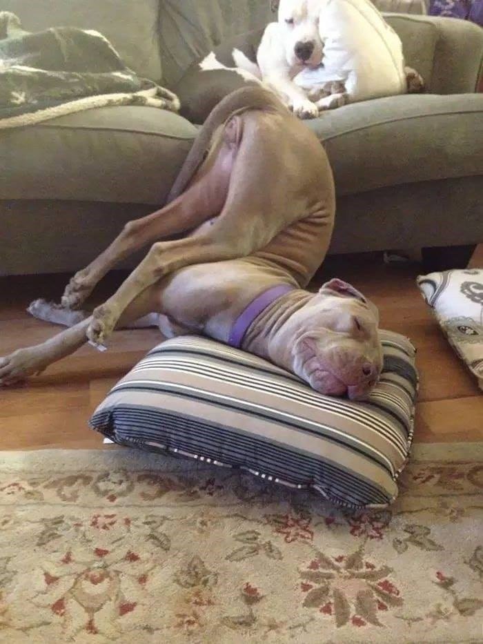 The Funniest Dog Positions That Will Make You Laugh. 35 funny dog sleeping halfway off the couch and on the floor