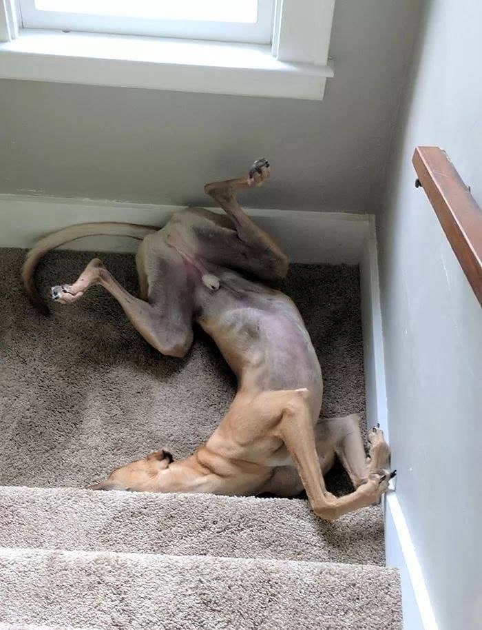 The Funniest Dog Positions That Will Make You Laugh. 41 funny brown dog sleeping on back at bottom of stairs