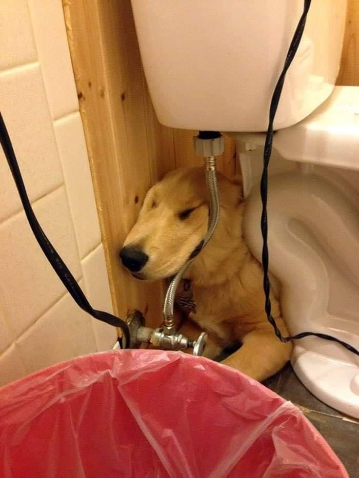 The Funniest Dog Positions That Will Make You Laugh. 42 funny dog picture of golden dog sleeping behind toilet resting head on piping