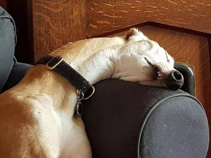 The Funniest Dog Positions That Will Make You Laugh. 40 cute dog picture sleeping with neck and head on arm of couch