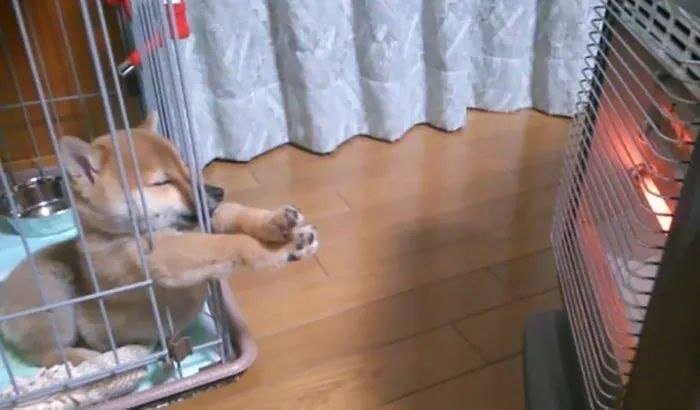 The Funniest Dog Positions That Will Make You Laugh. 37 cute puppy in crate hanging paws outside of crate towards heater