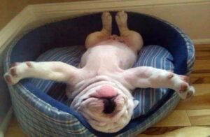 The Funniest Dog Positions That Will Make You Laugh. 38 cute puppy laying in bed on back with front paws spread out