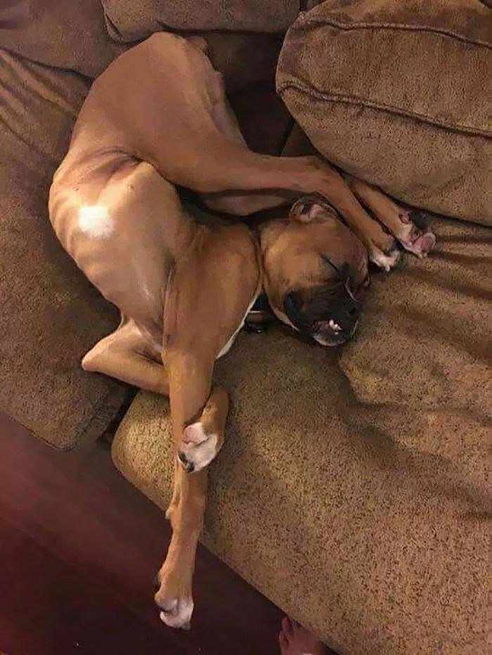 The Funniest Dog Positions That Will Make You Laugh. 28 cute upside down pretzel dog sleeping