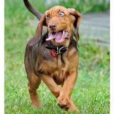 **"When zoomies take over… there’s no turning back! 🐶💨😂"** 74 download 20