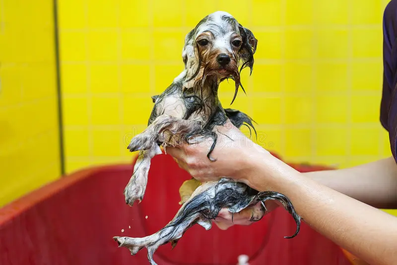 funny little yorkshire terrier dog taking bubble bath dog takes shower wet dog dog taking bubble bath 110517243