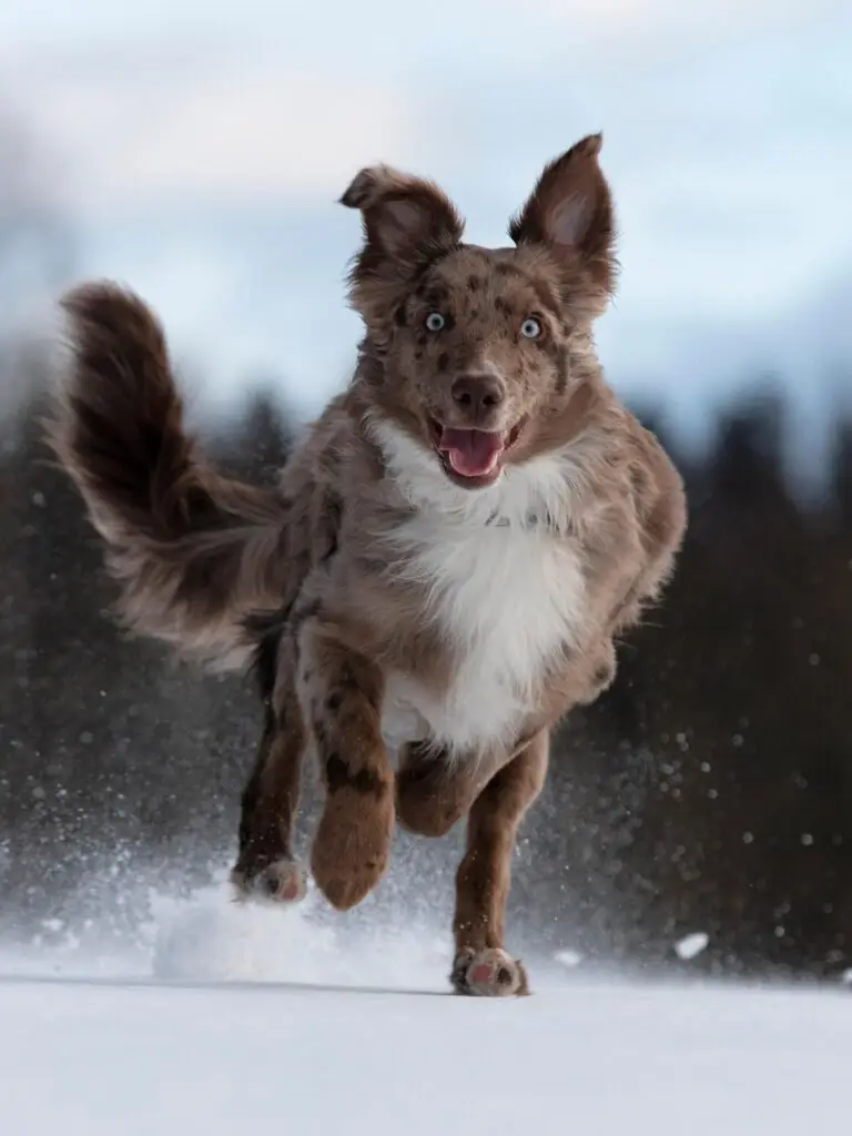 Calming Supplements for dogs