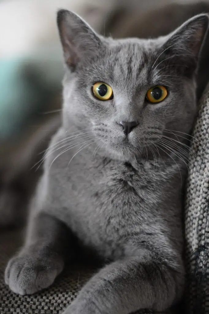 cat litter box