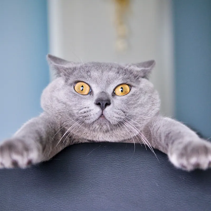 The Best Automatic Feeders for Busy Pet Parents 27 gettyimages 152621111 resize