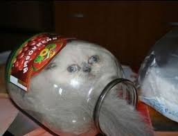 funny picture of a cat stuck in glass jar