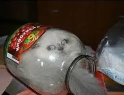 funny picture of a cat stuck in glass jar