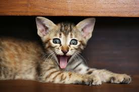 The Best Automatic Feeders for Busy Pet Parents 24 images 15