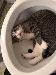 picture of cat looking at camera laying in toilet funny