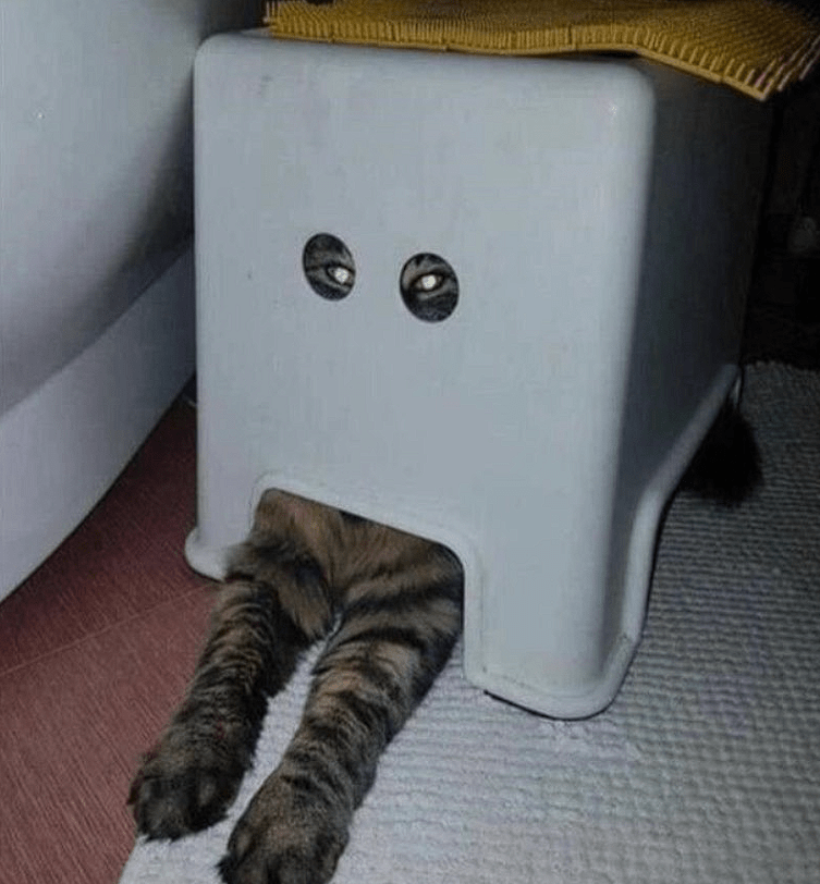 funny picture of a cat with paws hanging out and eyes looking out