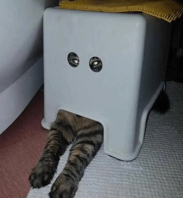 funny picture of a cat with paws hanging out and eyes looking out
