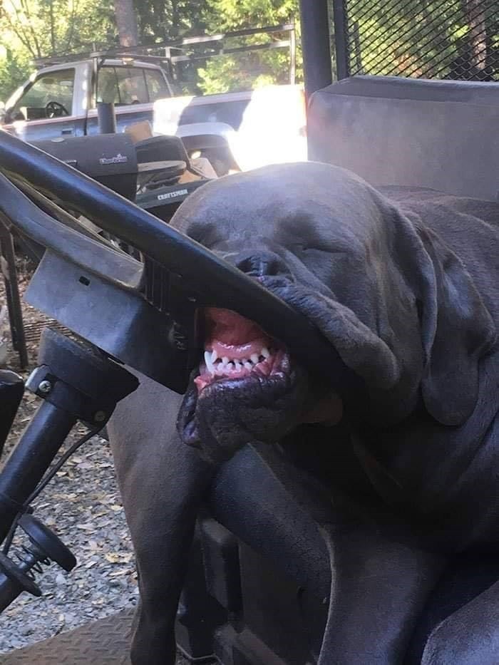 The Funniest Dog Positions That Will Make You Laugh. 39 funny black dog sleeping with head resting on steering wheel of farm equipment