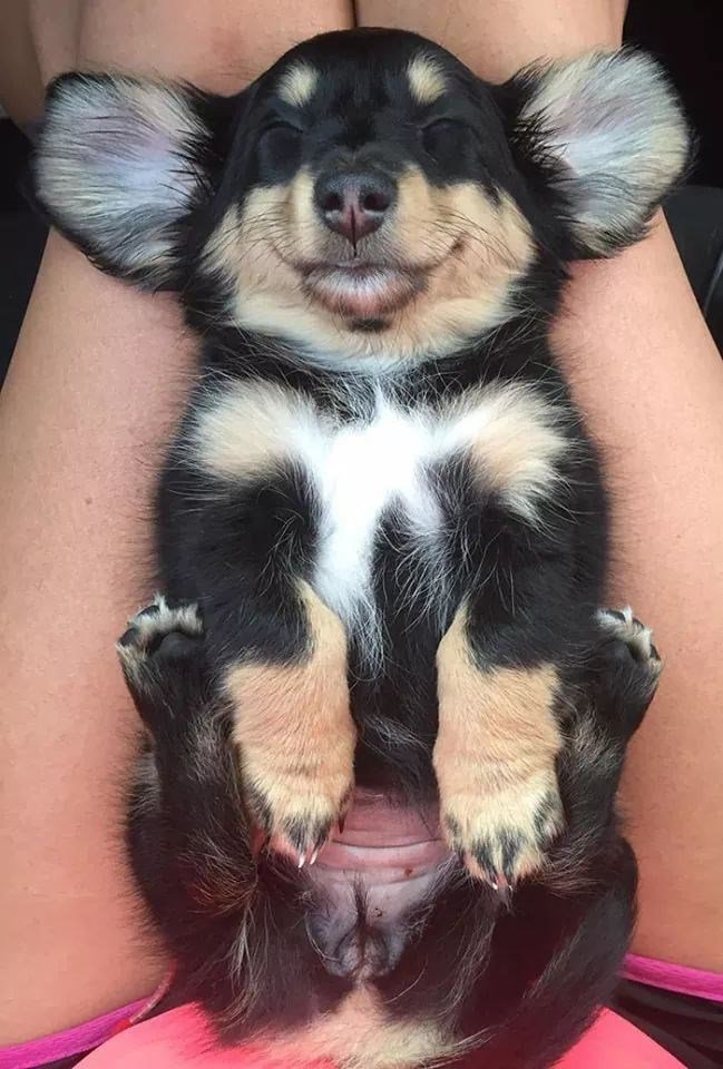 The Funniest Dog Positions That Will Make You Laugh. 36 black and white cute puppy sleeping on back