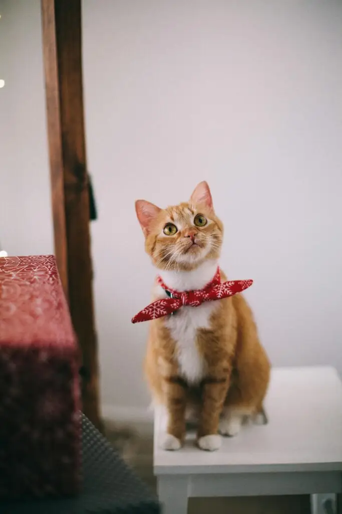 Best Automatic pet feeders
