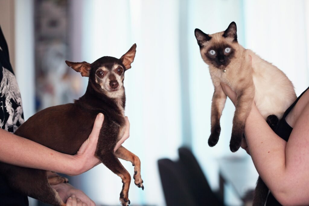 HEMP Pet products