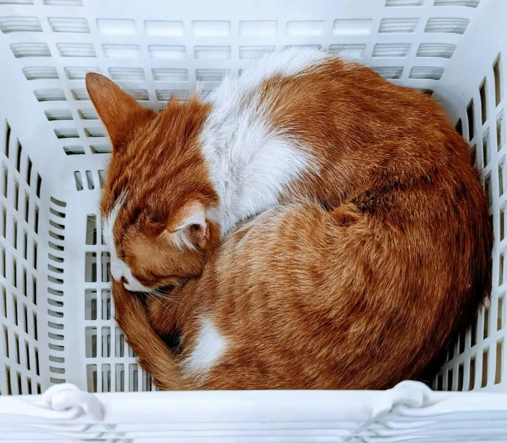 Cat toys