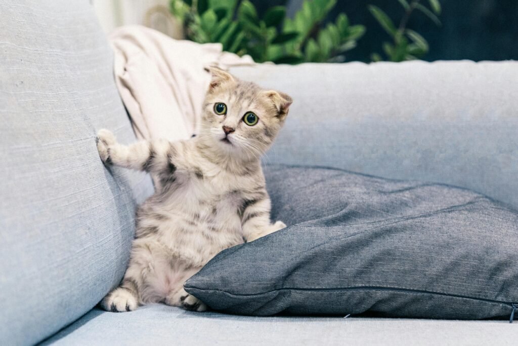 cat anxiety relief