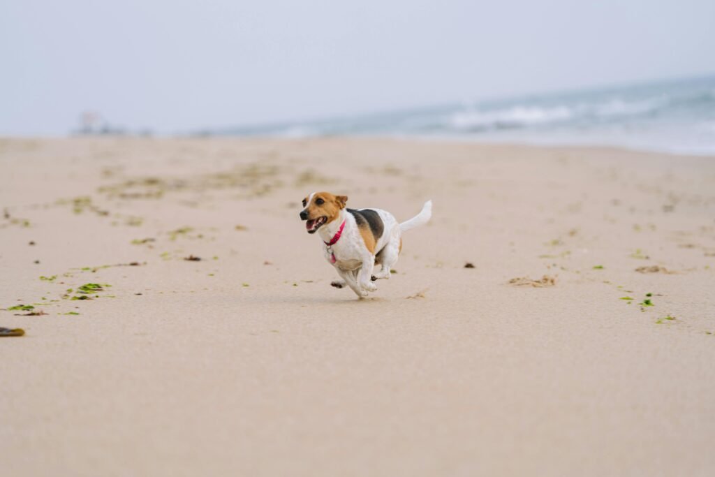 exercise equipment for dogs