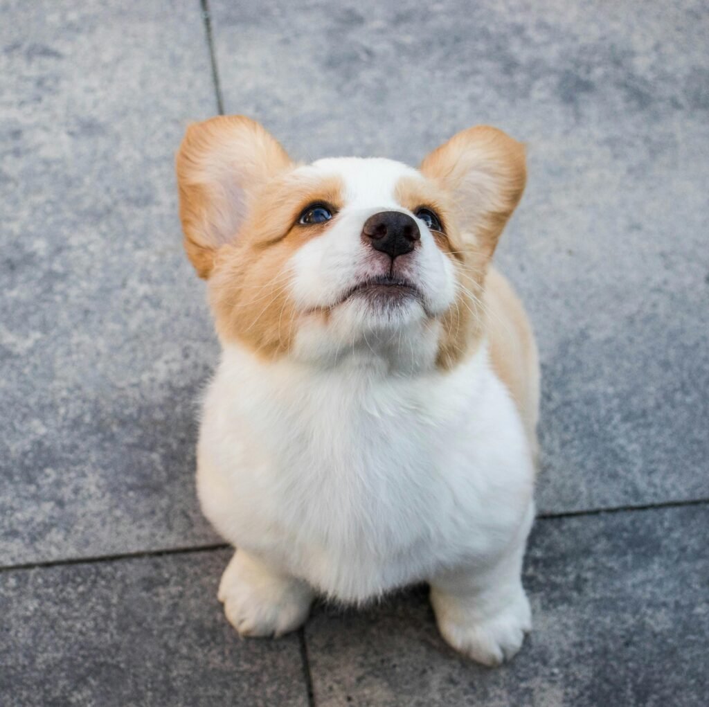stop puppy biting