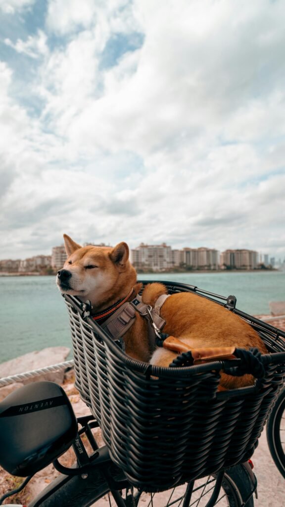 Best Dog Car Seat Protectors for Pet Owners