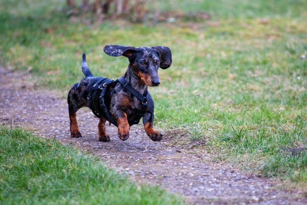 cute puppy walking