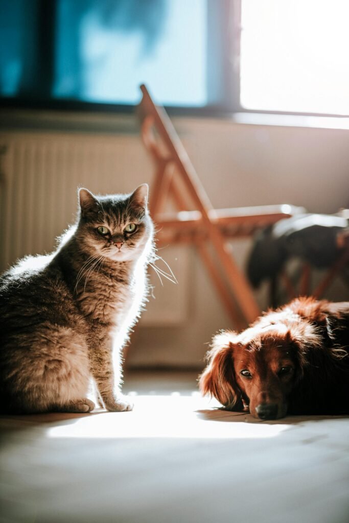 best calming supplements for dogs and cats